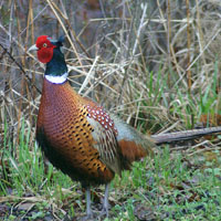 Pheasant Image